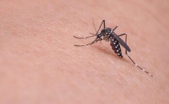 MALARIA: A Preventable and Curable Disease